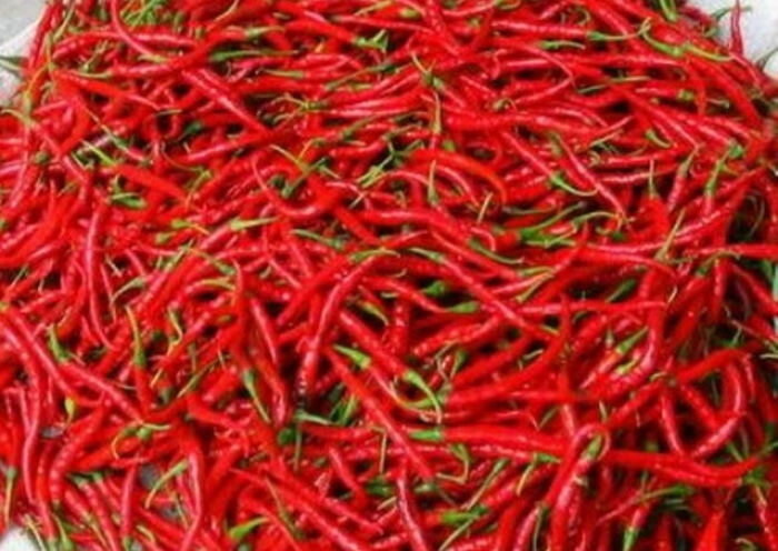 Cabe Keriting Merah Premium 