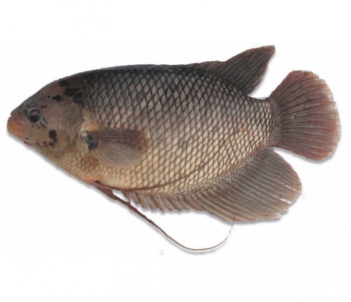 Ikan Gurame