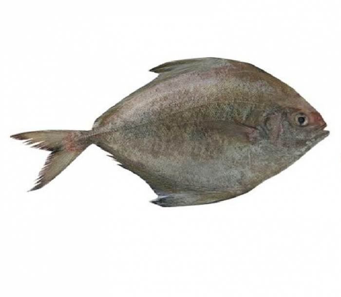 Ikan Bawal